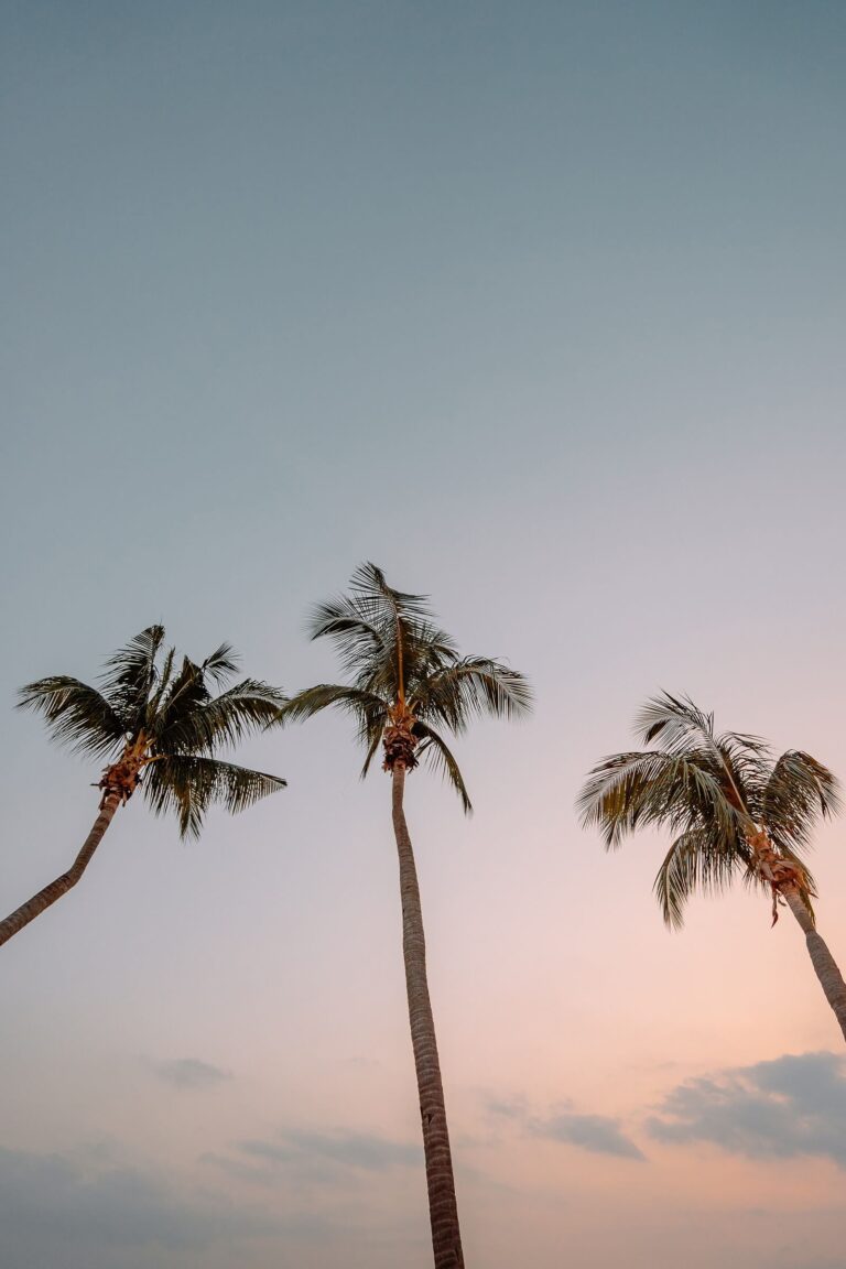 Palm tree photo from rehab